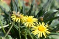 Honey bee flying toward yellow daisy. Royalty Free Stock Photo
