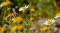 Honey bee flying towards a flower, close-up insect macro idea AI generated Royalty Free Stock Photo