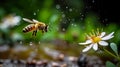 Honey bee flying towards a flower through raindrops, close-up insect macro idea AI generated Royalty Free Stock Photo