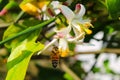 Honey bee flying towards lemon tree flower Royalty Free Stock Photo