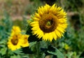 Honey bee flying towards sunflower bloom Royalty Free Stock Photo