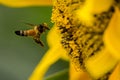 Honey bee flying towards the sunflower for collecting nectar and pollen with pollen dust on its full face. Royalty Free Stock Photo