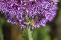 Honey bee feeding on purple allium flower Royalty Free Stock Photo