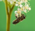 Honey bee foraging