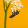 Honey bee foraging