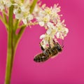 Honey bee foraging