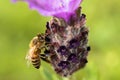 Honey bee foraging on lavender with green soft-focus background