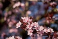 Honey bee foraging on myrobalan plum pink springtime flowers