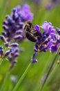 Honey bee foraging wild lavender flowers in the mountains