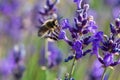 Honey bee foraging wild lavender flowers in the mountains