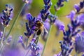 Honey bee foraging wild lavender flowers in the mountains