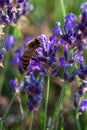 Honey bee foraging wild lavender flowers in the mountains