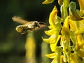 Honey Bee Freezing - Taking a nectar Royalty Free Stock Photo