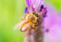 A honey bee on a french lavender Royalty Free Stock Photo