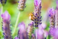 A honey bee on a french lavender Royalty Free Stock Photo