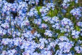 Honey bee friendly Forget-me-not flowers blooming