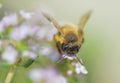 honey bee in front collecting pollen of flowers of thyme Royalty Free Stock Photo