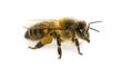 Miel abeja en de blanco 