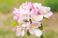 Honey bee on fruit tree blossom in an orchard