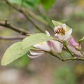 Honey bee is gathering carpels on the pink and white lime flower Royalty Free Stock Photo