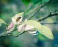 Honey bee is gathering carpels on the pink and white lime flower