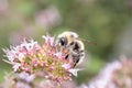 Honey bee gathering nectar from oregano flowers