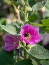 Honey Bee Gathering Pollen in a Fuchsia Hollyhock Flower Royalty Free Stock Photo