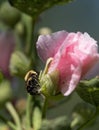 Honey Bee Gathering Pollen from a Pink Hollyhock Royalty Free Stock Photo