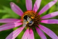 Bee on the blossoming echinacea flowers.