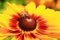 A bee rests on a bright orange and red flower. Royalty Free Stock Photo