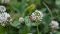 A honey bee on a white common clover flower