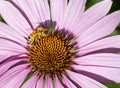 Honey bee getting nectar from purple coneflower