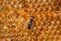 Honey bee on golden wax combs. Honeycomb frame cells with sweet nectar. Striped insect eating honey in the apiary. The
