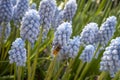 A honey bee on a grape hyacinth light blue purple blooming flowers in a garden Royalty Free Stock Photo