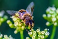 Close up photo of honey bee and green and white flower