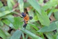 Honey Bee on green grass Royalty Free Stock Photo