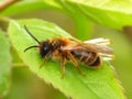 Honey bee on green leaf Royalty Free Stock Photo