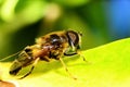 Honey bee on the green leaf Royalty Free Stock Photo