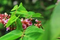 Honey bee on green leaf Royalty Free Stock Photo