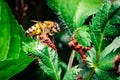 Honey Bee on a Green Leaf Royalty Free Stock Photo