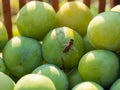 Honey bee on greengage plum Royalty Free Stock Photo