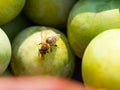 Honey bee on greengage plum Royalty Free Stock Photo