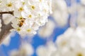 Honeybee Harvesting Pollen From Blossoming Tree Buds.