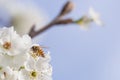 Honeybee Harvesting Pollen From Blossoming Tree Buds.