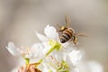 Honey Bee Harvesting Pollen From Blossoming Tree Buds.