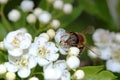 Honey bee on hawthorns flowers Royalty Free Stock Photo