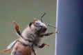 Honey Bee on Window 02 Royalty Free Stock Photo