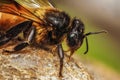 Honey bee head macro with details Royalty Free Stock Photo