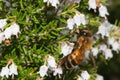 Honey bee on heather flowers Royalty Free Stock Photo
