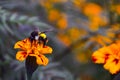 Honey bee helping marigold flower to pollinate. Honeybee as a pollinator